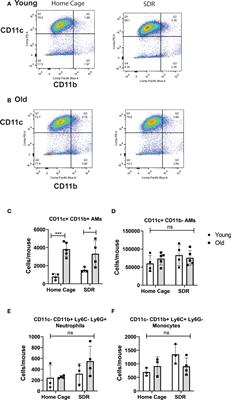 Psychological stress creates an immune suppressive environment in the lung that increases susceptibility of aged mice to Mycobacterium tuberculosis infection